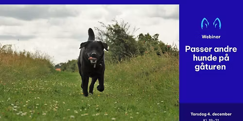 Webinar - Passerer andre hunde p\u00e5 g\u00e5turen 04.12.2025