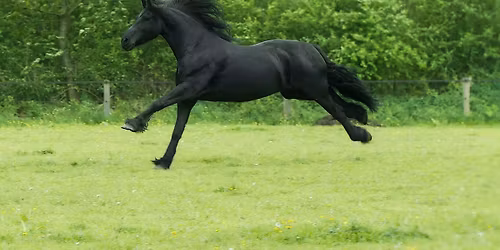 Emmett4Horses Level 1 Course