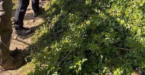 Beginner's Hedgerow Forage