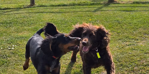Doggy Day Out 12th June 