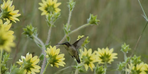 Learn to Draw a Hummingbird With Colored Pencils (Online)