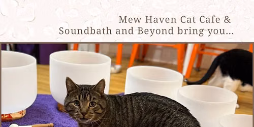 Sound Bath with Cats