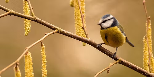 Guided walk at Parke: Birdsong FULL