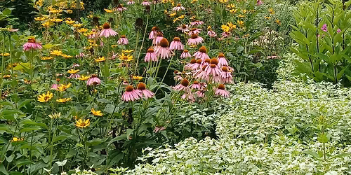 Building a Meadow