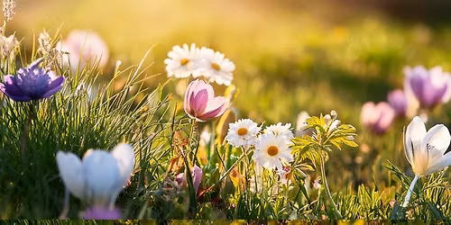 Spring Series - Sibelius, Schumann, Brahms 