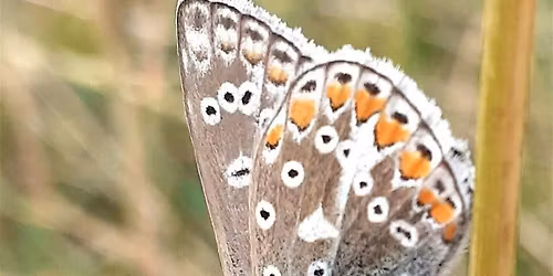 Butterflies, bumblebees and blooms at St Cyrus NNR