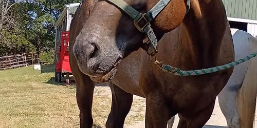 Broken Arrow Appaloosa Association Show 