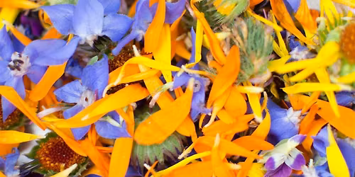 From Petal to Plate: The Magic of Edible Flowers