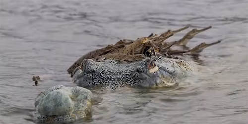 Winter CrocFest 2025