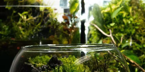 Go Back To Where You Came From!!!  Reclamation Through Terrarium Building