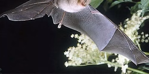 Bat Walk - Taith Gerdded Ystlumod