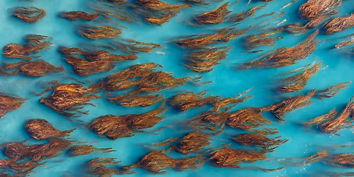 Evening meeting - Wellington's seaweed forests