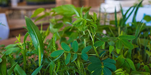 2026 Native Plant Expo & Marketplace