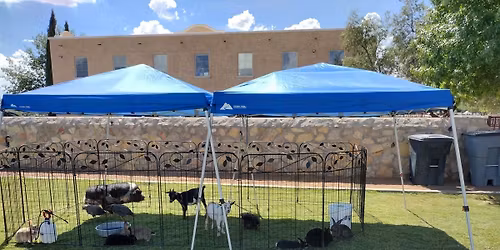 Barnyard Buddies Petting Zoo at Tractor Supply! 