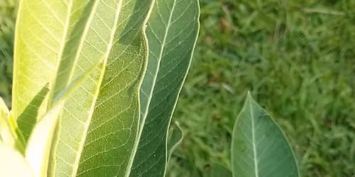 CAPPA doula training