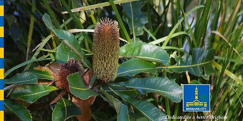 Wild Edibles Walk