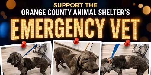Friends of Orange County animal shelter, Lucky paws Casino night