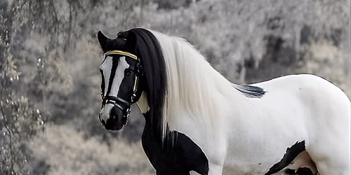 Gypsy Gold Horse Farm Tour  (Orlando) Tickets