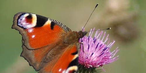 Balade naturaliste : Concours d\u2019illusion chez les Papillons