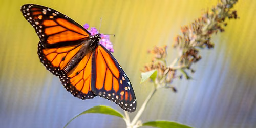 Bye, Bye Butterflies!