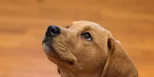 Puppy Training Classes - Chadlington Memorial Hall - FRI 7 NOV 7.00pm