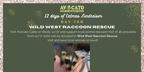 12 Days of Catmas Day 10: Featuring Wild West Raccoon Rescue