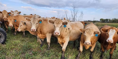 Bred Cow & Heifer Sale