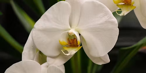 All About Growing Orchids