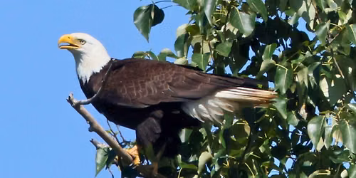 Salem's Bald Eagles 