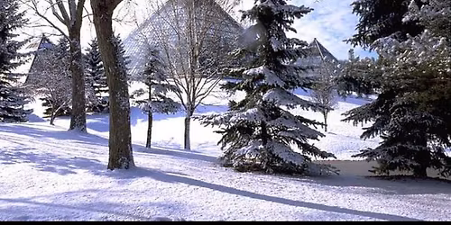 Muttart's Noon Year's Bloom