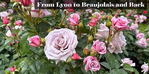 France Rose Garden Tour