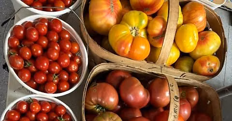 Tomato Day at the Mills River Farm Market