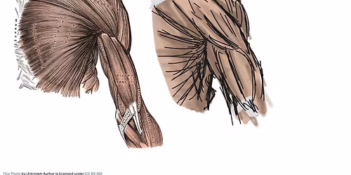 PNMT for the Shoulder