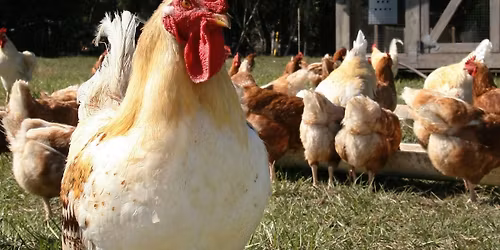 Tony Rosa Community Center, Backyard Chicken Class