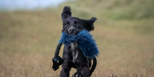Hundens f\u00f8lelser, atferd og kommunikasjon
