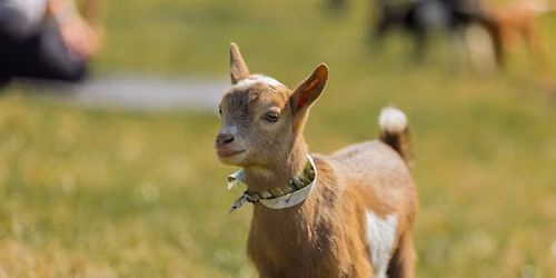 Goat Yoga