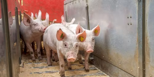 Mahnwache f\u00fcr Schweizer Schlachttiere