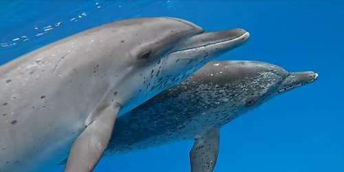 Bimini Wild Dolphin Wellness and Healing Retreat