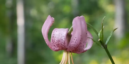 Ny\u00e1ri t\u00fara a Rotary k\u00f6rs\u00e9t\u00e1ny ment\u00e9n