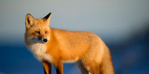 Munchkin Science: Predator and Prey