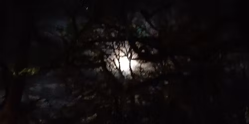 Direbrook- Battle in the Dark Forest 