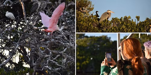 Art & Nature Sunset Tours with the MFA & Tampa Bay Watch Discovery Center