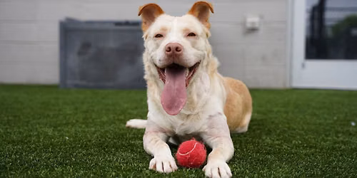 Dog Adoption Event in Roswell