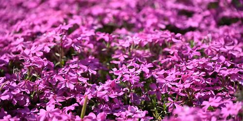 Spring Garden Lovers Weekend