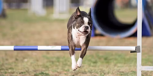 Troph\u00e9e d\u2019agility par \u00e9quipes