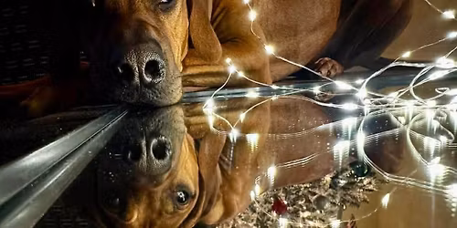 Canine Christmas Carnival 