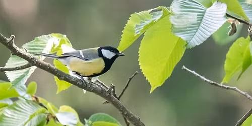 Dawn Chorus Experience