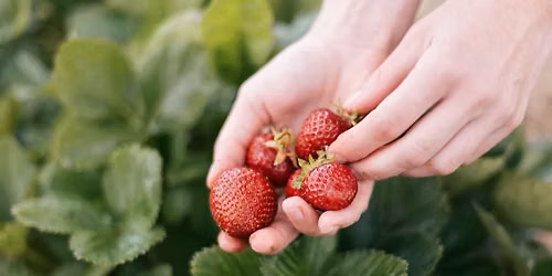 Strawberry Picking & Picnic Day (Family-Friendly)