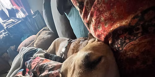 S\u00e9ance osteo canin 