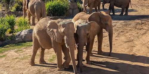 Parking Water For Elephants - San Diego